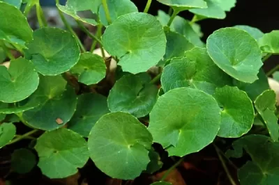 Gotu Kola Extract (Centella asiatica L.) – Greenext Certified B2B Supply